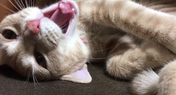 あくびする猫