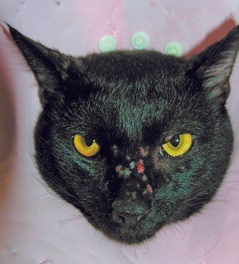 写真提供／北川犬猫病院