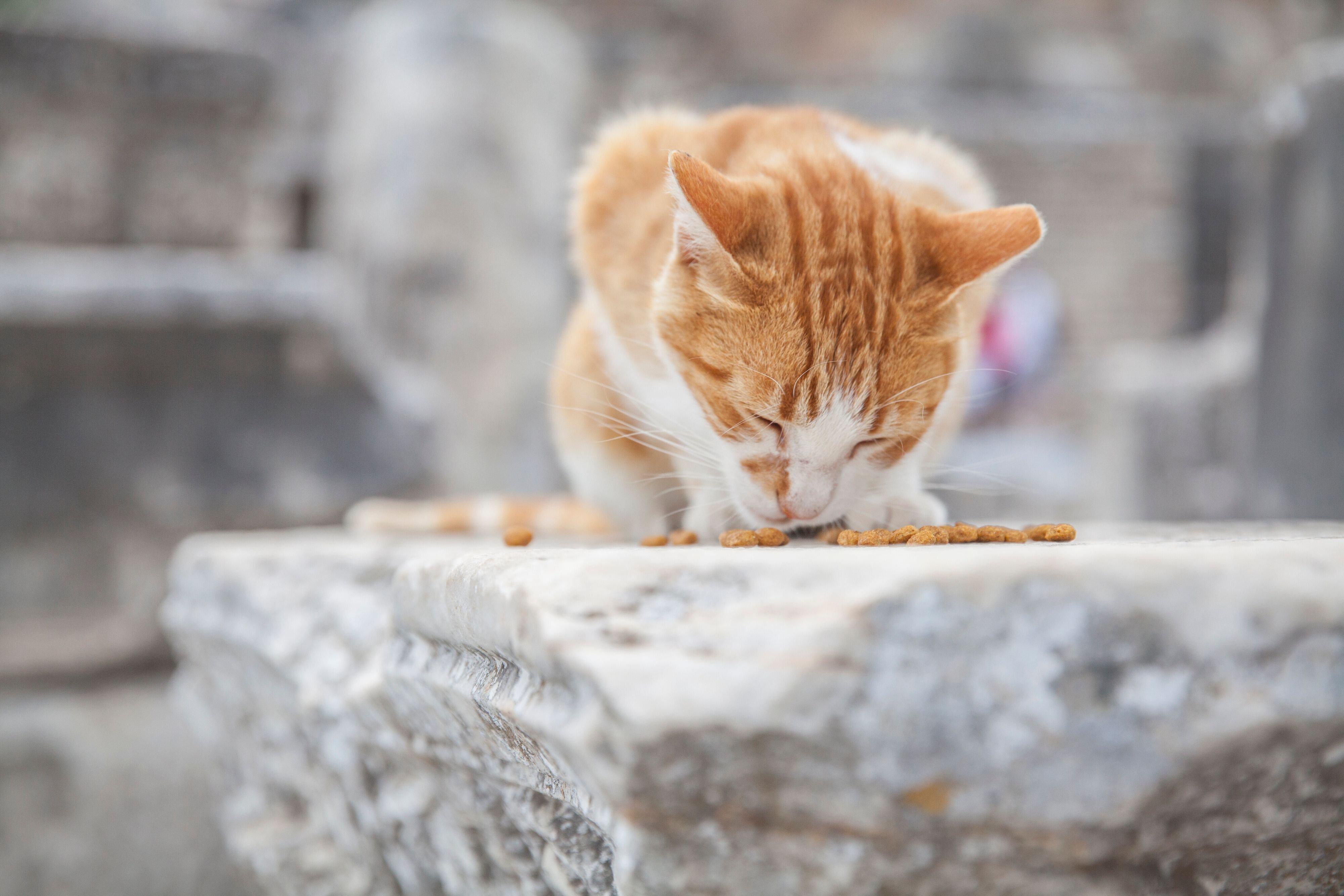 画像／iStock、Getty Images Plus