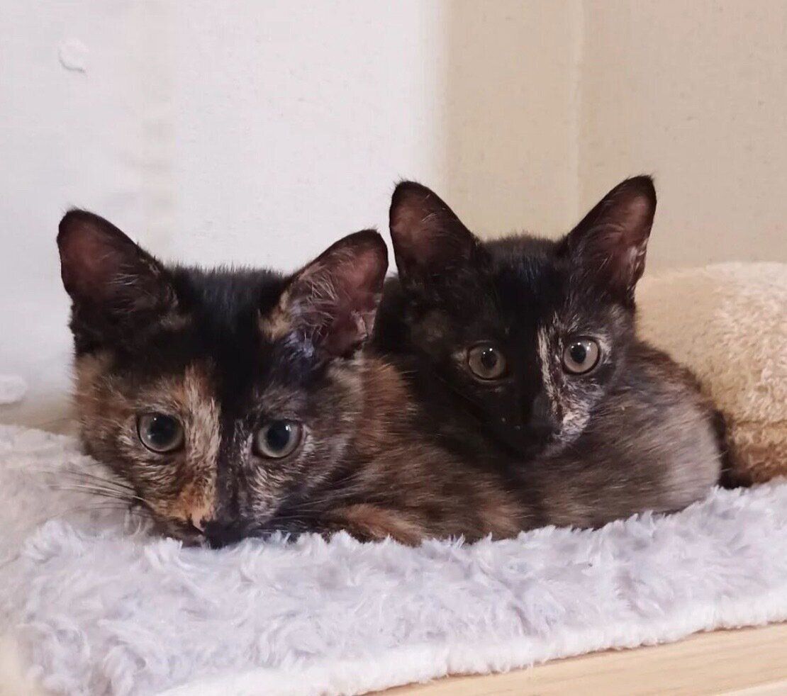 子猫時代のエルちゃん、ツヴェちゃん