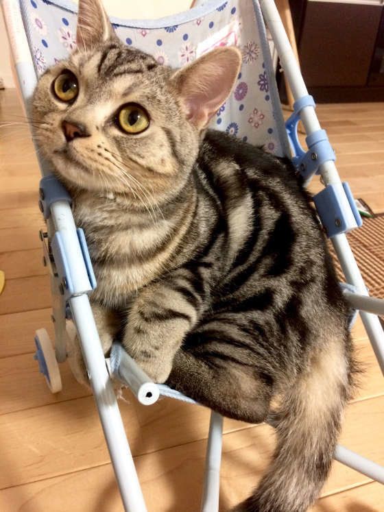 カートでお出かけ♪アメリカンショートヘアのとらじろう