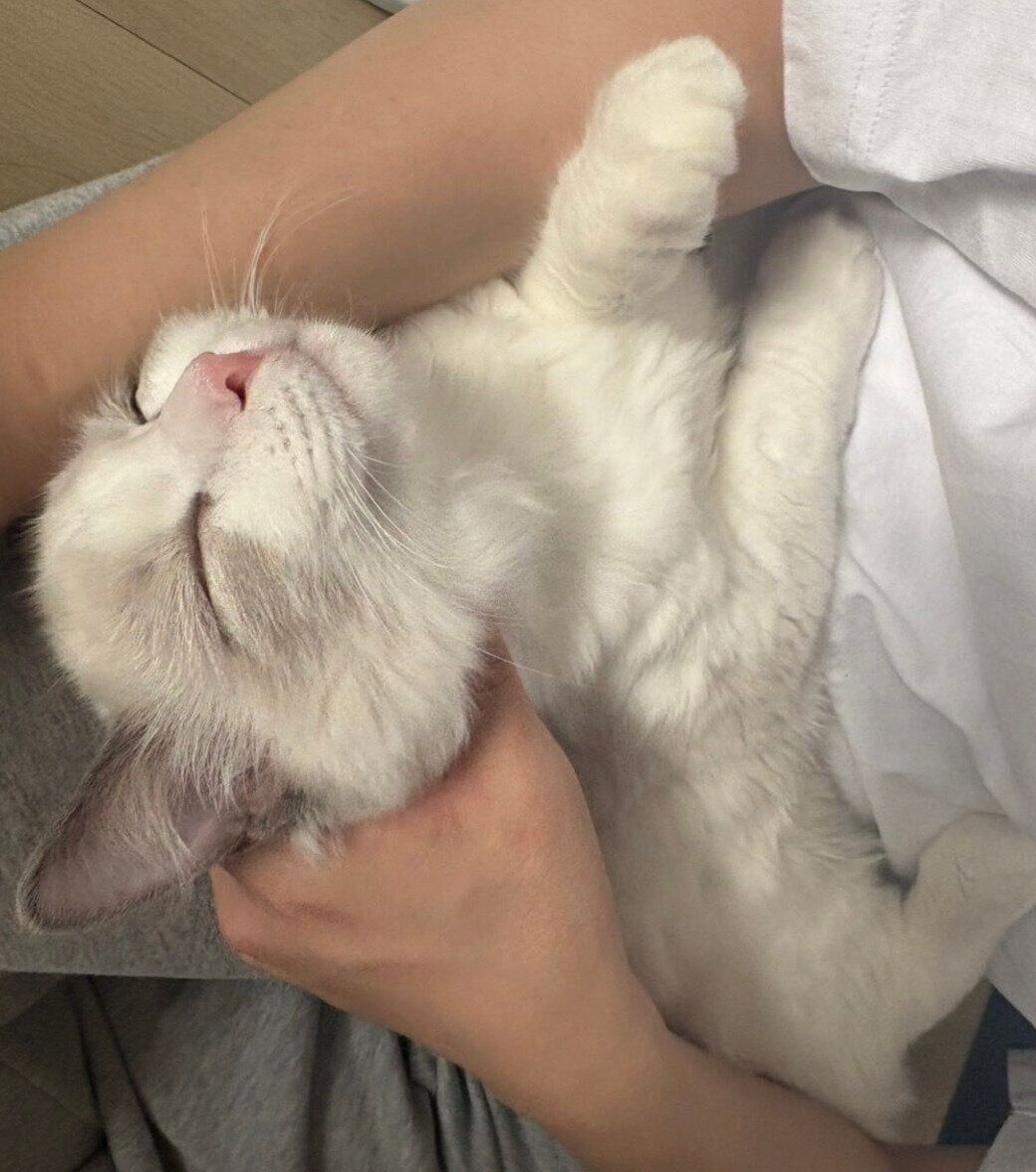 膝の上で甘えるバロンくん