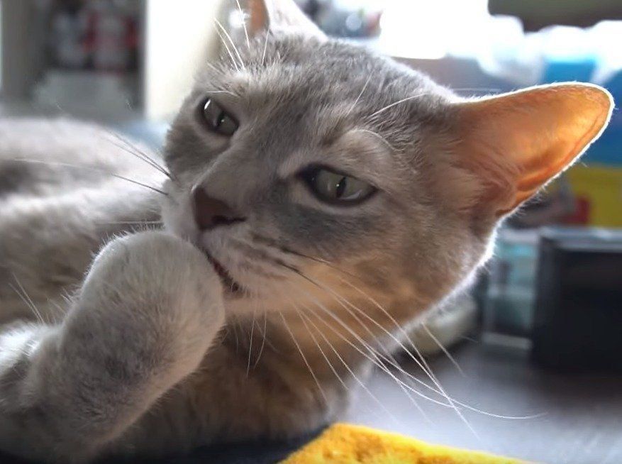 グルーミングする猫