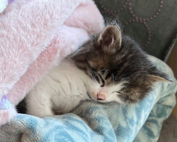 気持ちよさそうに眠るエリザベスちゃん