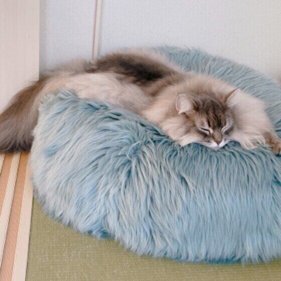 ゴージャスなサイベリアン