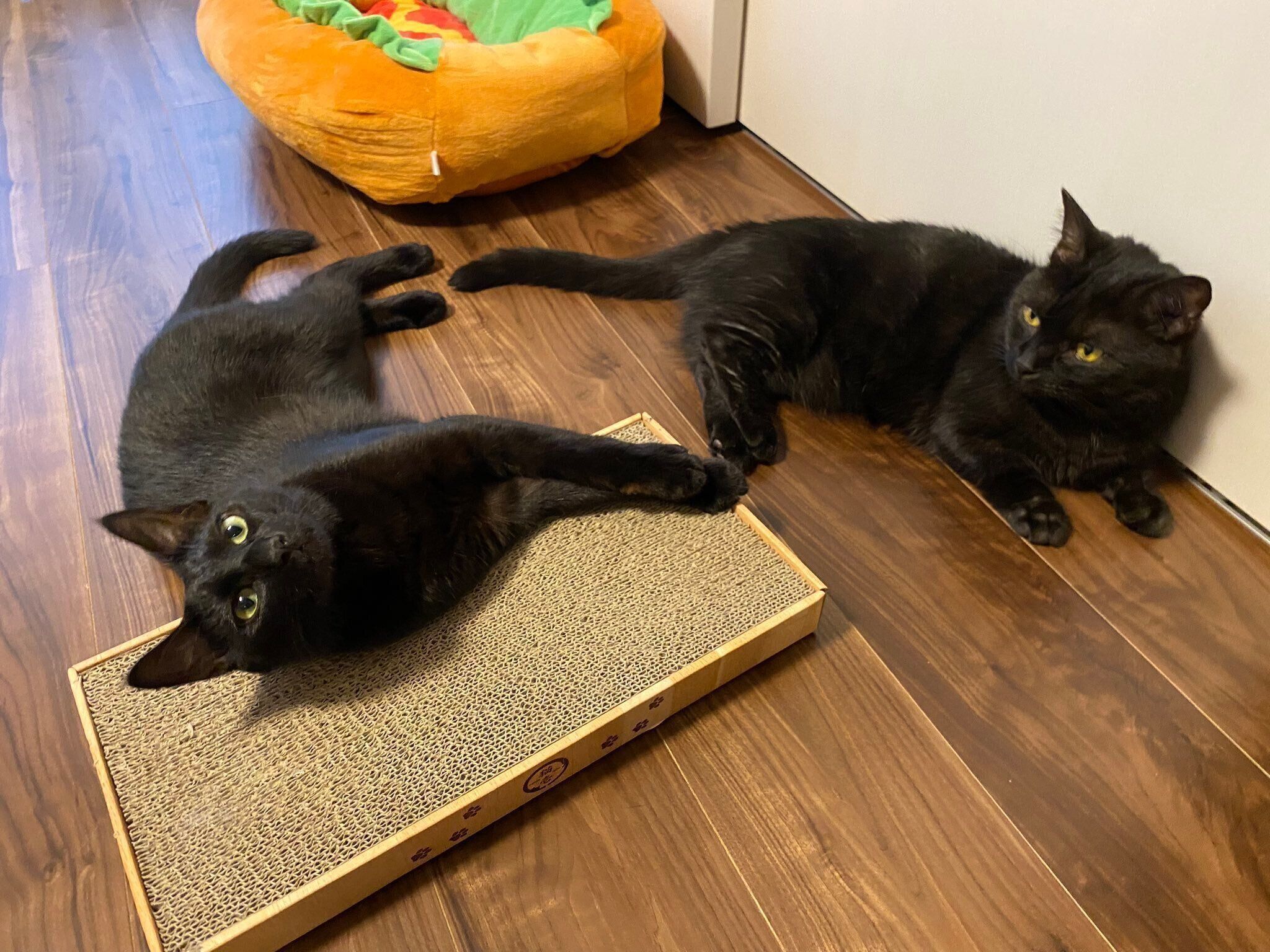 まったりするココアくん、チビビくん