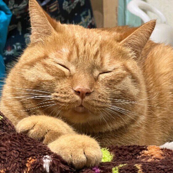 茶トラのココちゃん