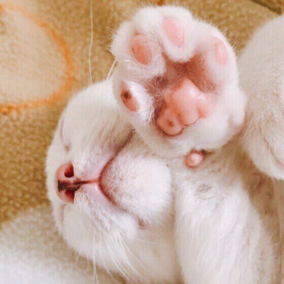 肉球を見せる猫