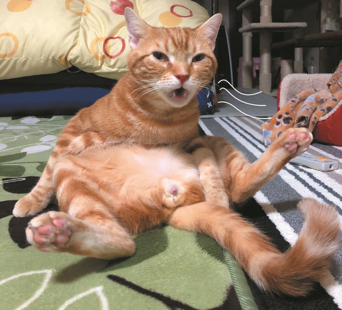 見られるとうれしいこの変顔 フレーメン反応のすべて ねこのきもちweb Magazine 見られるとうれしいこの変顔 フレーメン反応のすべて ねこのきもちweb Magazine