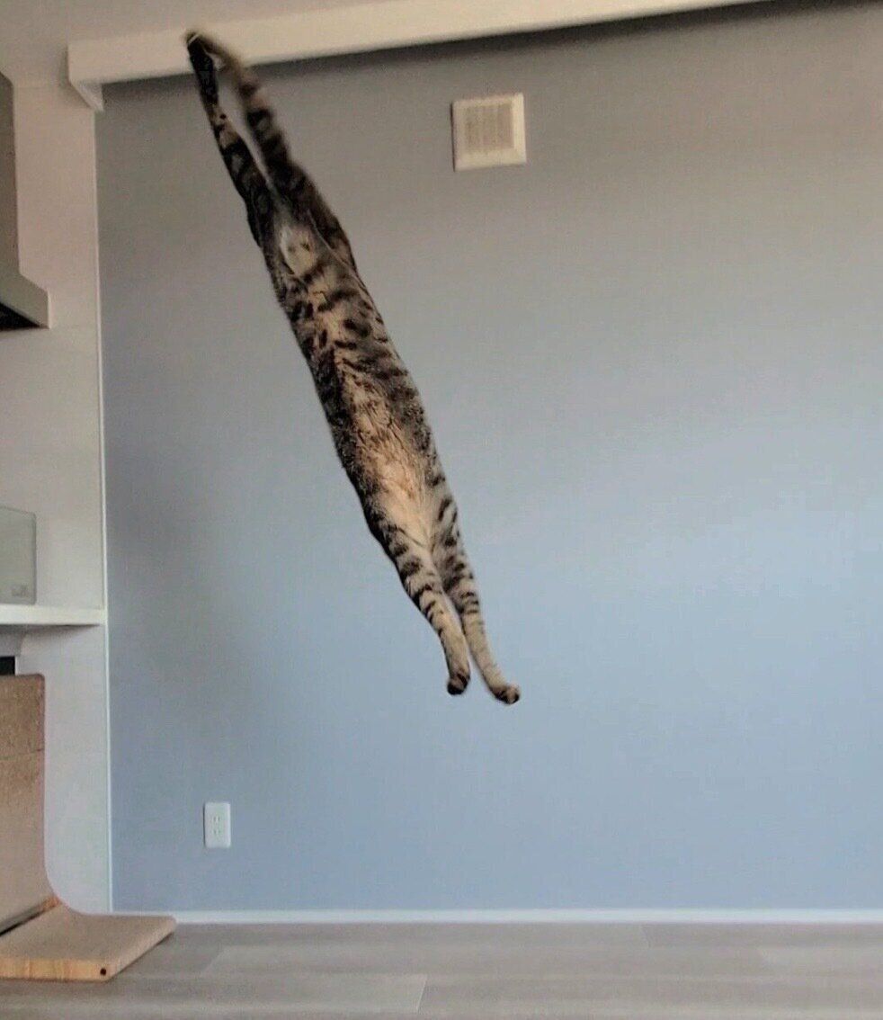 ジャンプするおこめくん