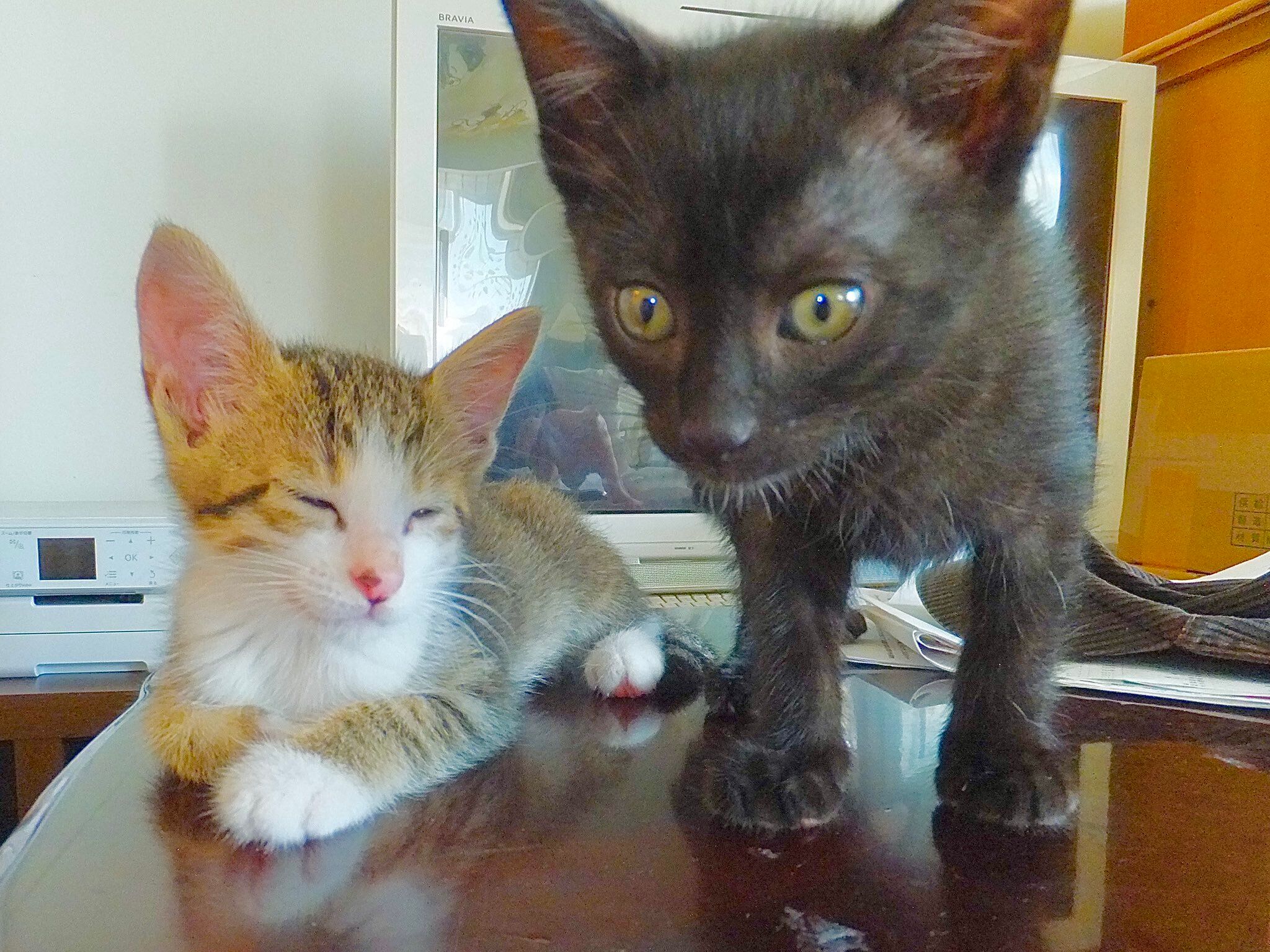 テーブルの上で遊ぶ2匹の子猫