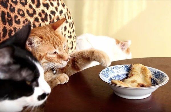 においをいただくニャンコ