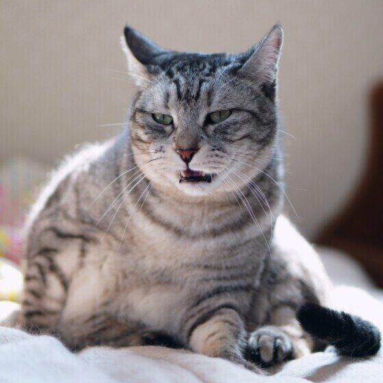 フレーメン反応のおにいちゃんくん