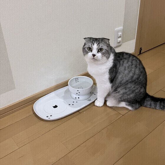 スコティッシュフォールドのわさびくん♪