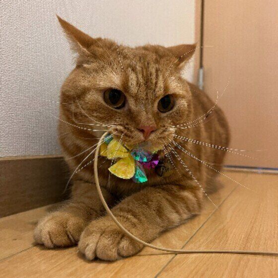 猫じゃらしをくわえるスコティッシュフォールド