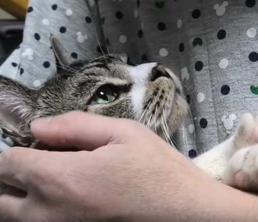 ねこ　リキちゃん