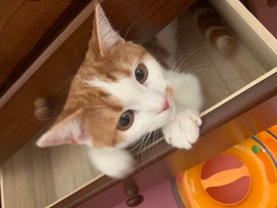 引き出しに入る猫