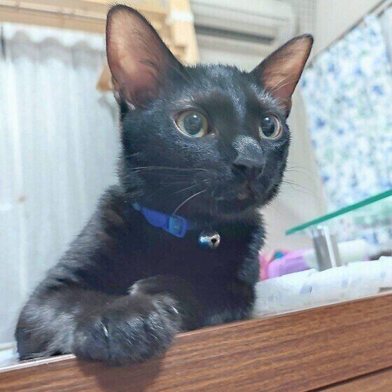 黒猫の流星ちゃん