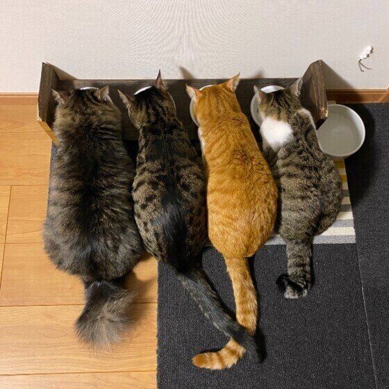 ご飯を食べる猫たち