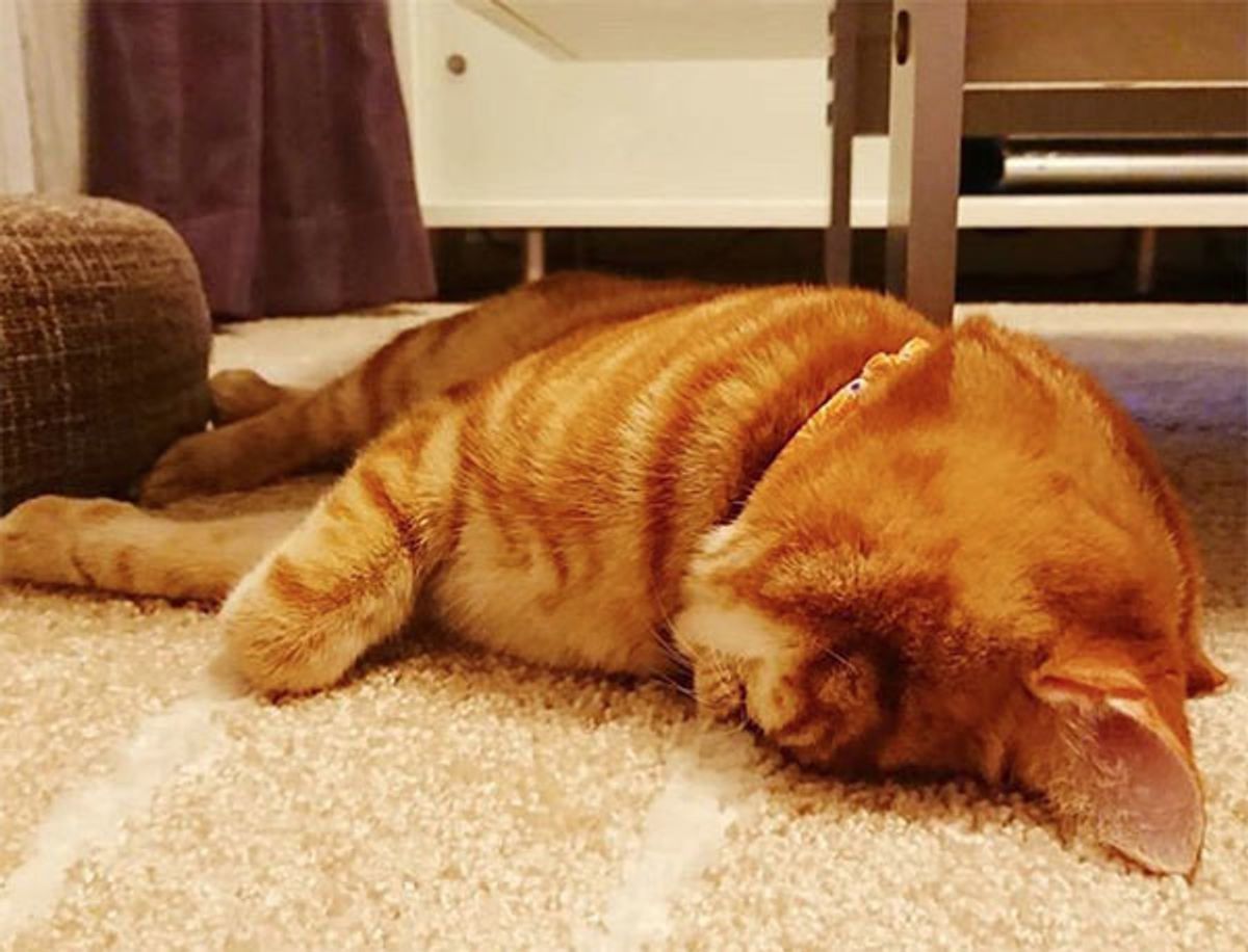 猫が ごめん寝 する2つの理由 目撃しやすいシチュエーションも解説 ねこのきもちweb Magazine 猫が ごめん寝 する2つの理由 目撃しやすいシチュエーションも解説 ねこのきもちweb Magazine