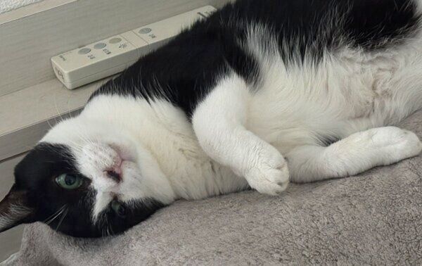 寝転んでくつろぐハッチちゃん