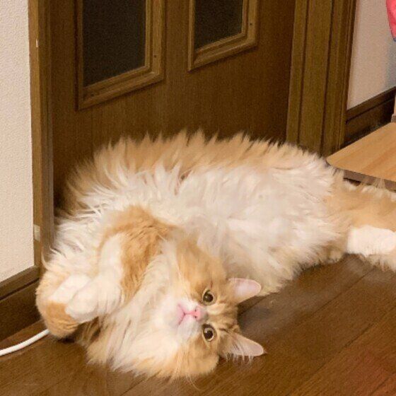 ラッテくん（ラガマフィン）