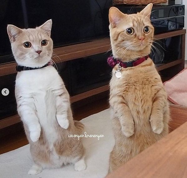 マンチカンのネネちゃんとココちゃん