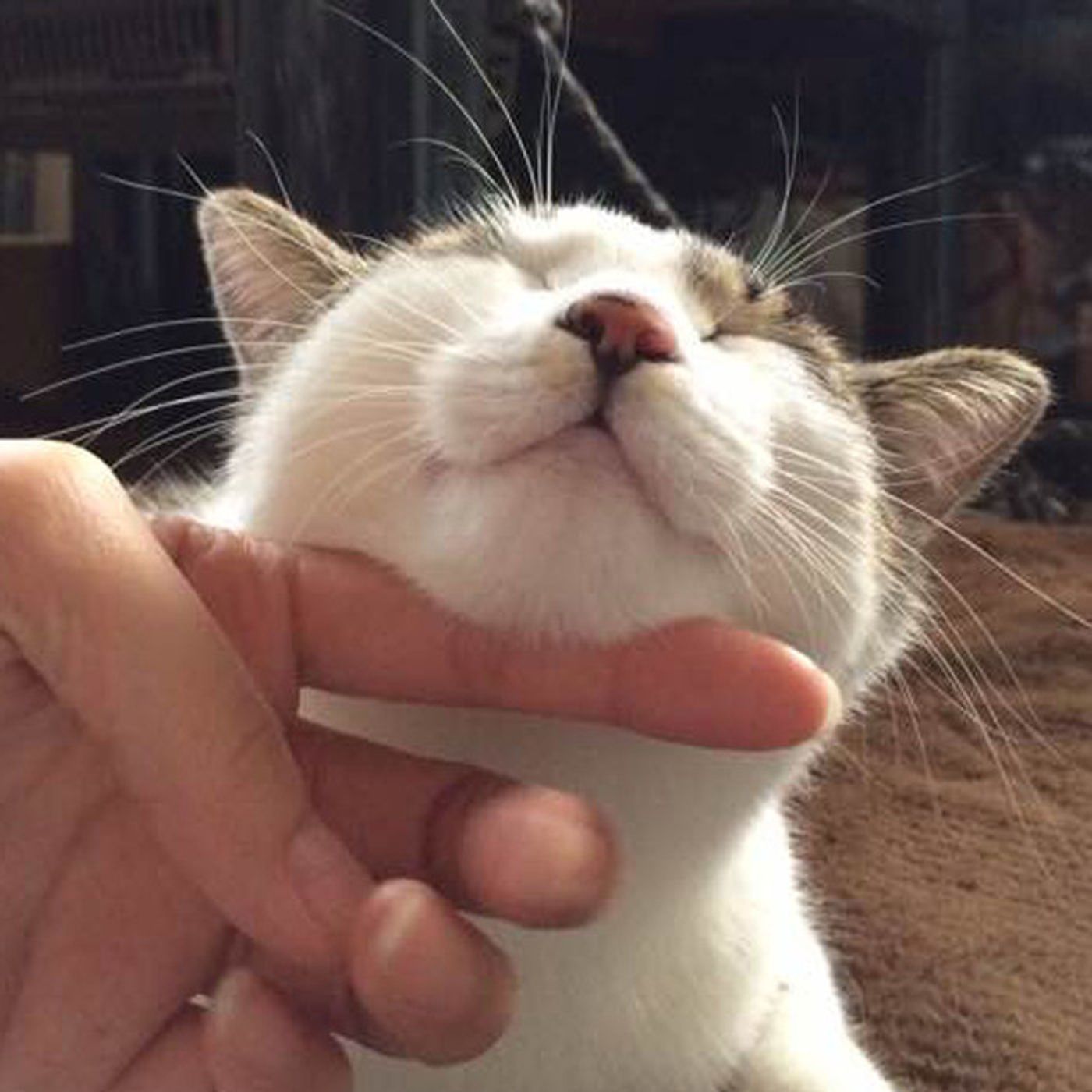 知らなかった 猫によく聞く ゴロゴロ音 にサインがあったなんて ねこのきもちweb Magazine 知らなかった 猫によく聞く ゴロゴロ音 にサインがあったなんて ねこのきもちweb Magazine