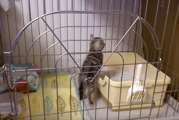 ケージの中の猫