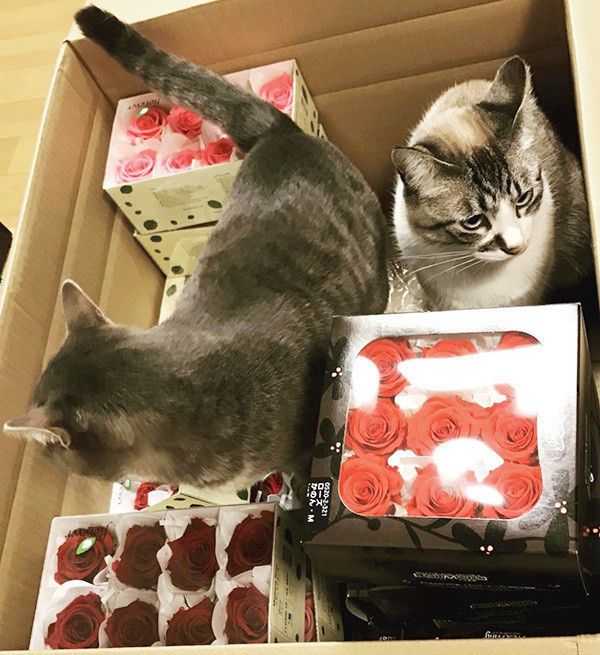 箱に入るフックちゃんとばずちゃん