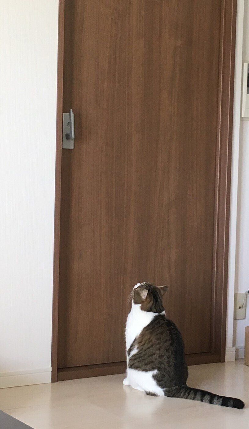 撮影／ねこのきもち読者