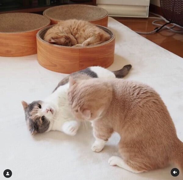 じゃれ合うネネちゃんとララちゃん、まったりするココちゃん