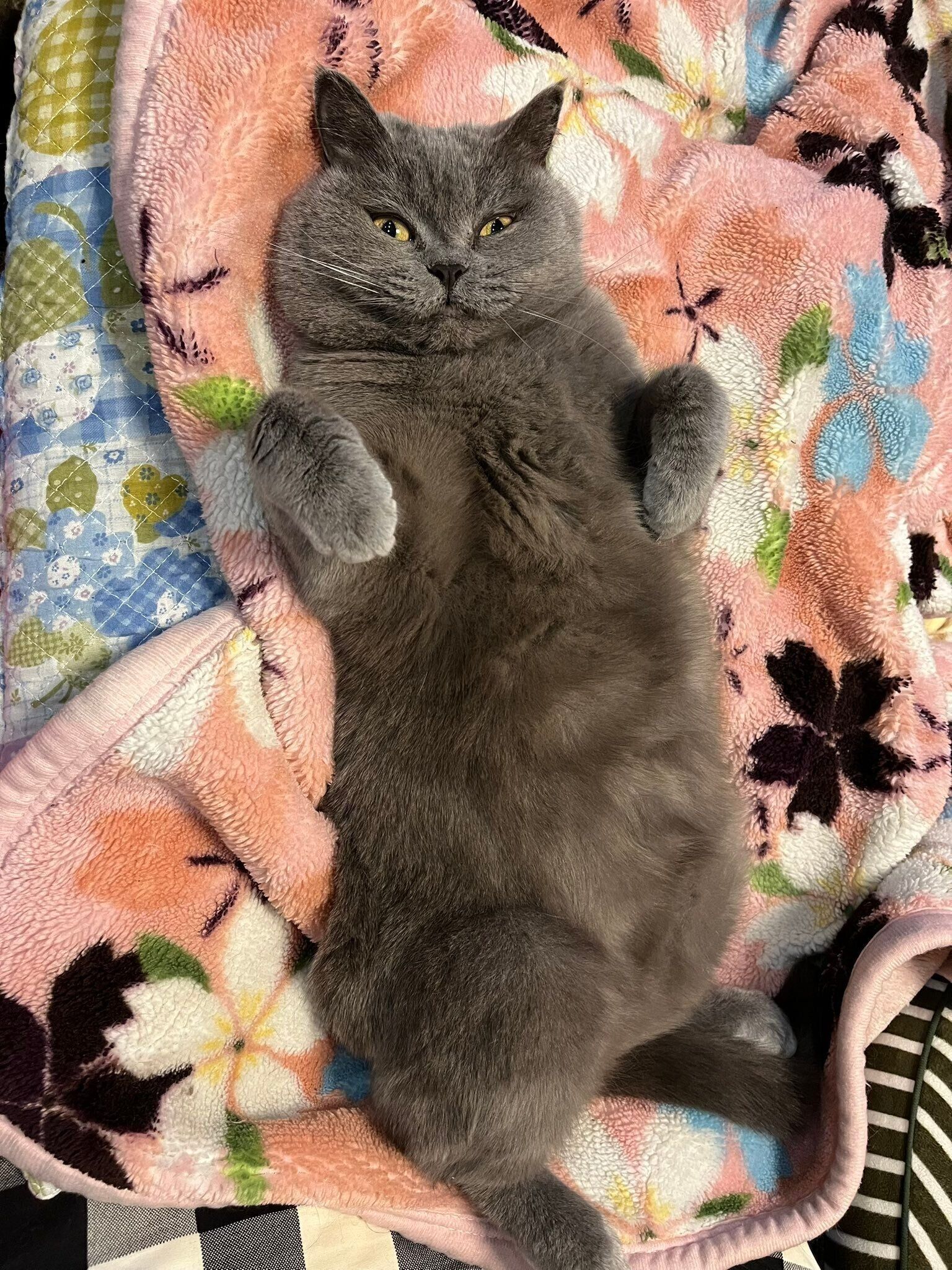 5才のブリティッシュショートヘア