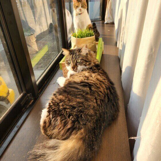 ひなたぼっこ中の2匹