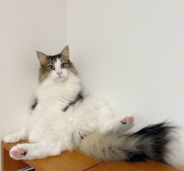 気を抜いて座るシィクくん