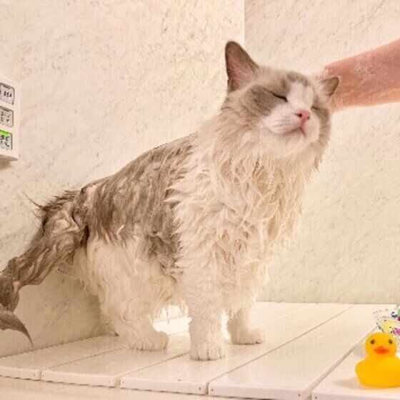 ラグドールのこむぎちゃん