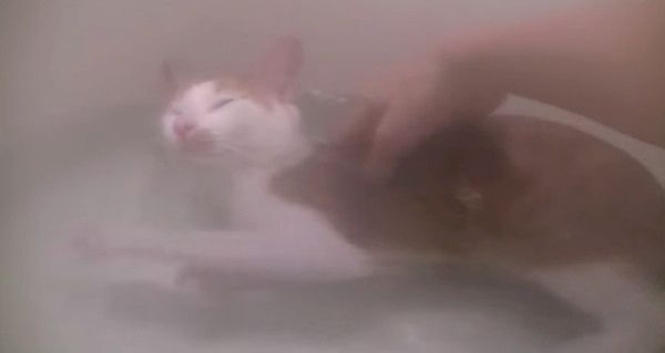 お風呂でくつろぐ猫