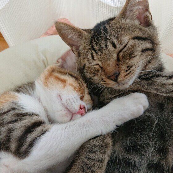 Mix（サバトラ）のみーこちゃんたち♪