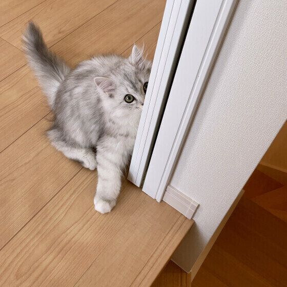 ミヌエットのルナくん