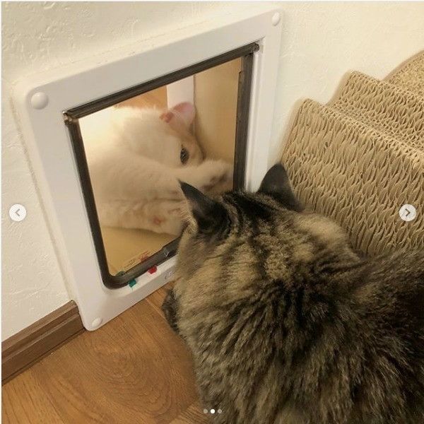 猫ドアニャンコ