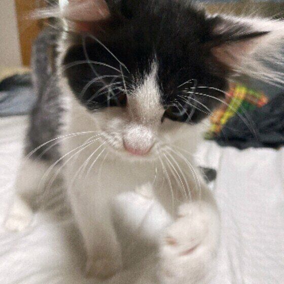 前足をちょいちょいする猫