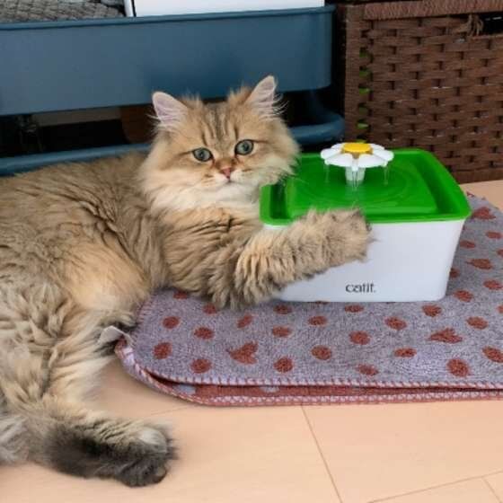 水が好きなペルシャ