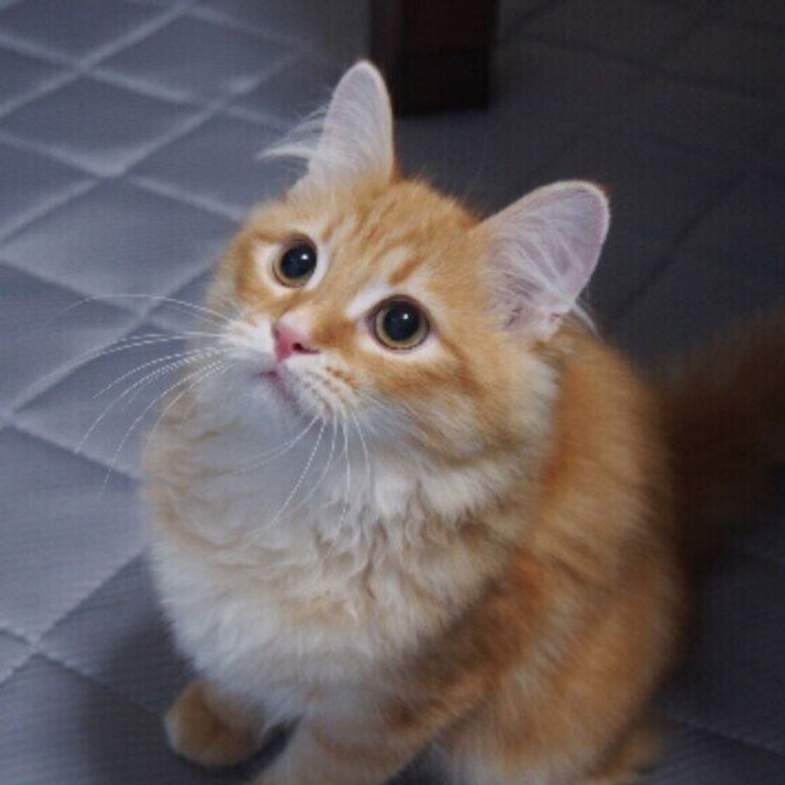 どう違う 豪華な被毛が魅力的なメインクーンとサイベリアン ねこのきもちweb Magazine どう違う 豪華な被毛が魅力的なメインクーンとサイベリアン ねこのきもちweb Magazine