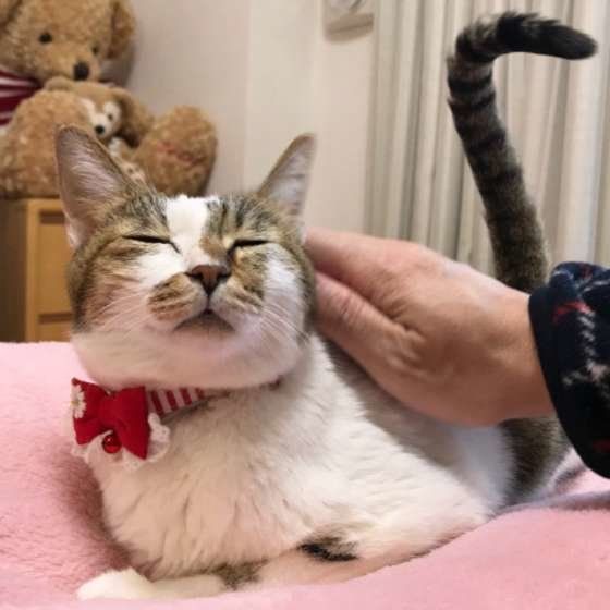 ナデナデされるキジトラ