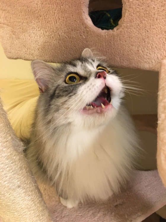 スコティッシュフォールド