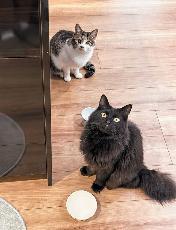 フード待ちの猫たち