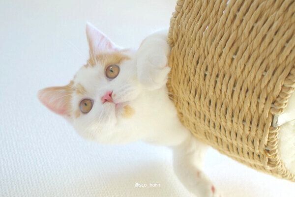 見つめるホルンくん