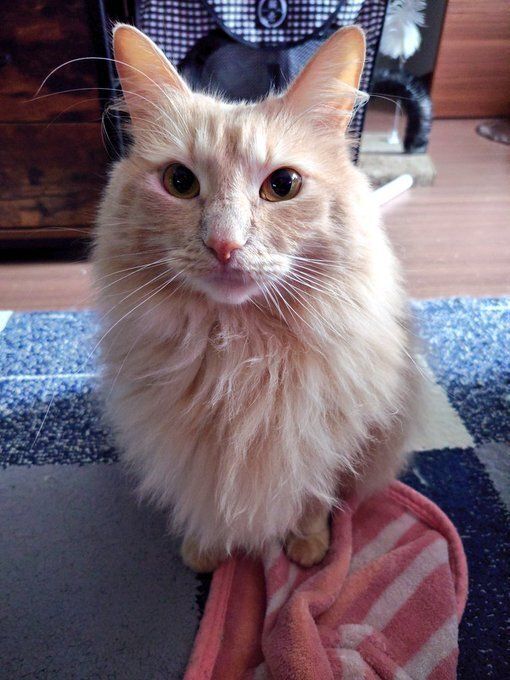 飼い主にアピールするノルウェージャンフォレストキャット