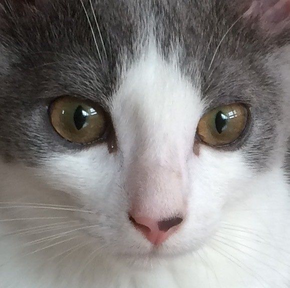 目と鼻の模様が特徴的な猫ちゃん