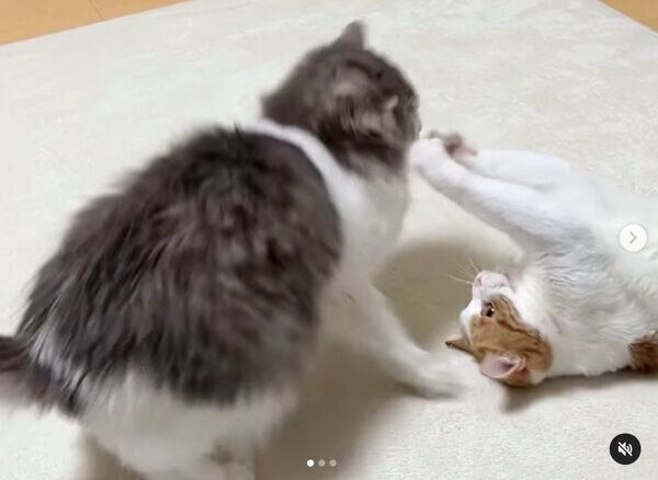 じゃれ合うはなちゃん、さっくん